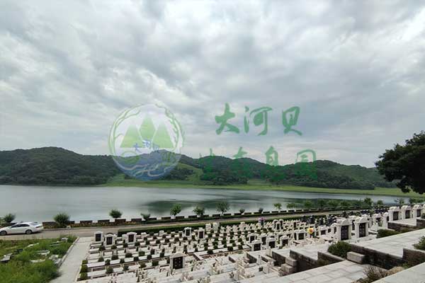 大河贝墓园：绿意盎然中的生命礼赞