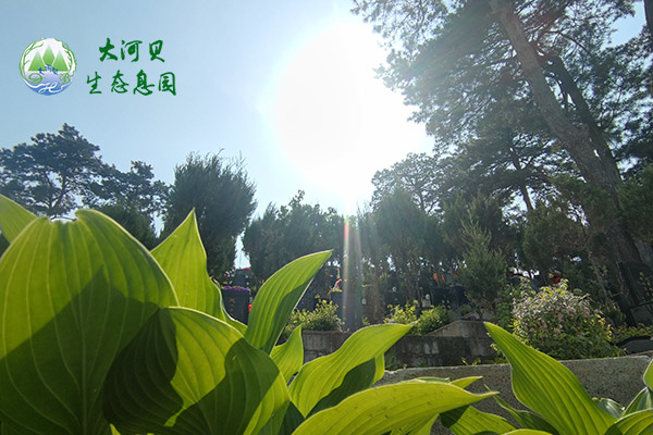沈阳墓地草坪葬对于推动绿色殡葬文化有哪些意义呢？
