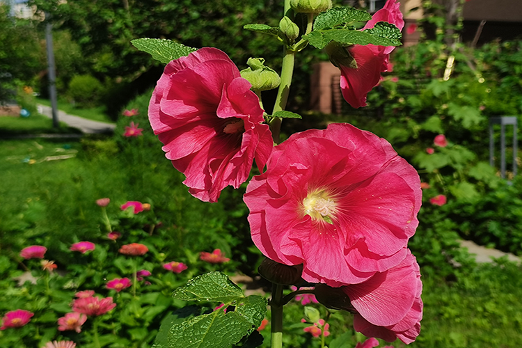 入伏第一天，除了要吃饺子外，沈阳大河贝墓园提醒这5大禁忌，3大习俗要注意