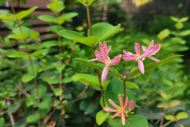 夏日绿意盎然，铁岭公墓注重园区绿植建设